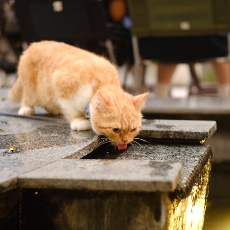 Fuente Autom├ítica de Agua 2L para Gatos
