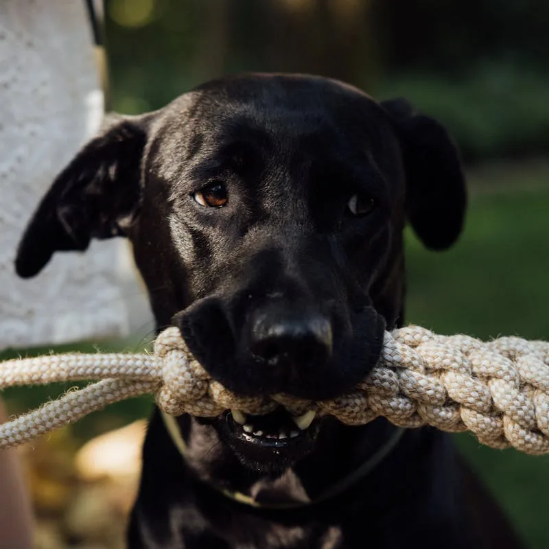 PetFun Juguete Interactivo Cuerda Resistente 2en1