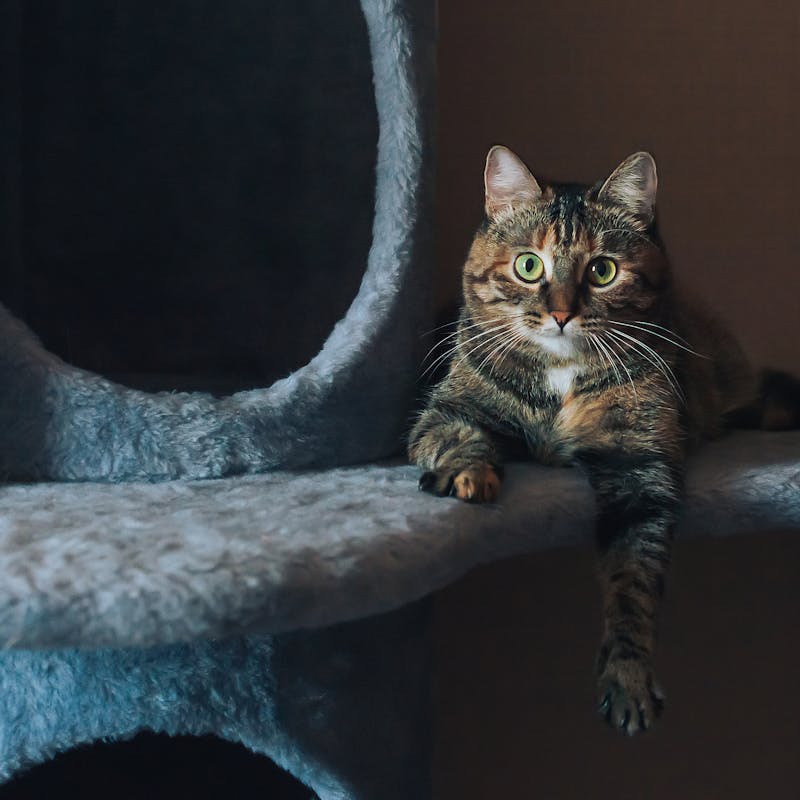 Rascador ├ürbol para Gatos 80cm 3 Niveles