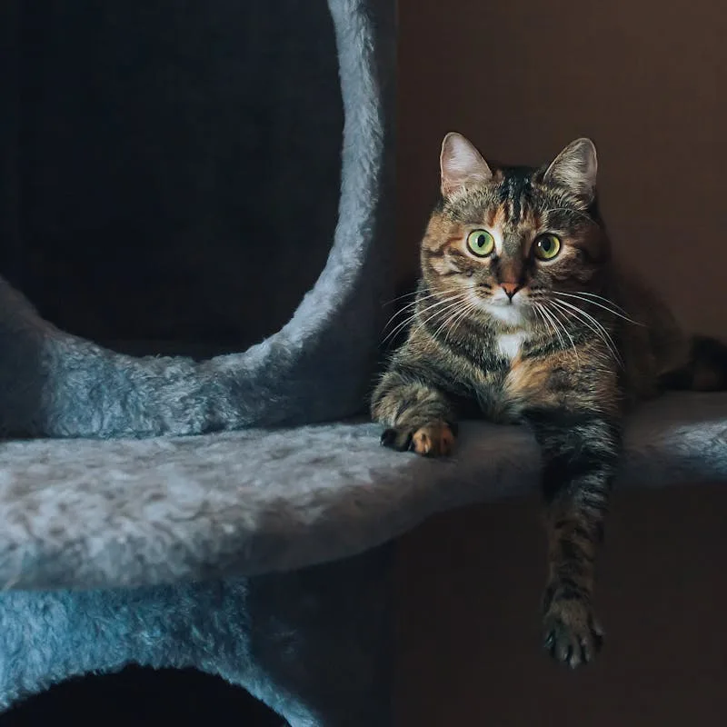 PetComfort Rascador Árbol para Gatos 80cm 3 Niveles